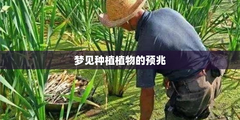 梦见种植植物的预兆