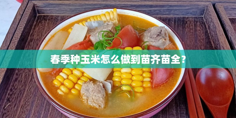 春季种玉米怎么做到苗齐苗全？