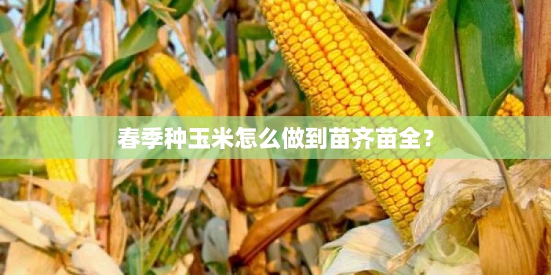 春季种玉米怎么做到苗齐苗全？