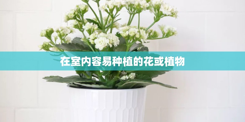 在室内容易种植的花或植物