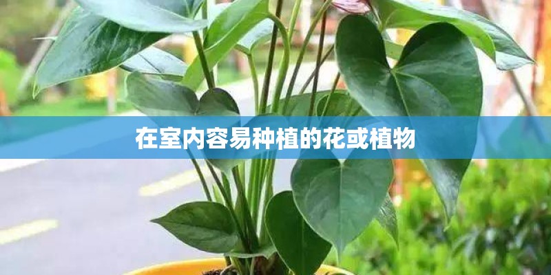 在室内容易种植的花或植物 在室内容易种植的花或植物