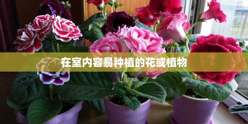 在室内容易种植的花或植物 在室内容易种植的花或植物