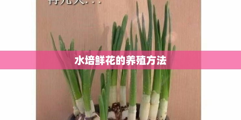 水培鲜花的养殖方法