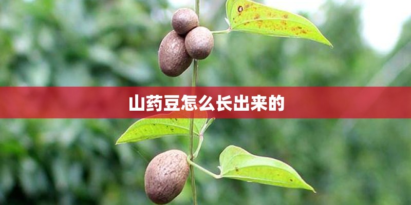 山药豆怎么长出来的
