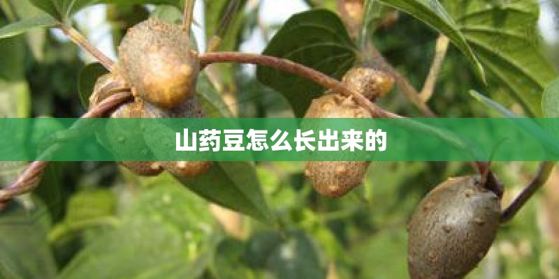 山药豆怎么长出来的