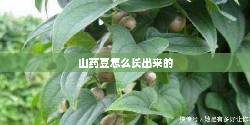 山药豆怎么长出来的