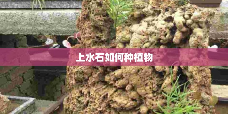 上水石如何种植物