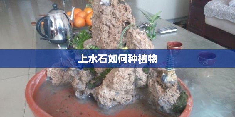 上水石如何种植物