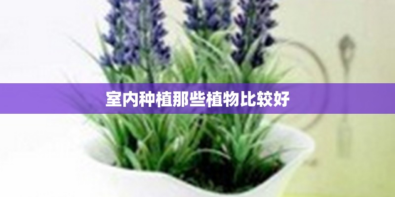 室内种植那些植物比较好