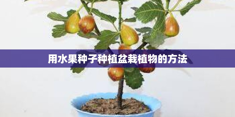 用水果种子种植盆栽植物的方法
