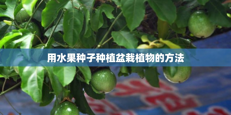 用水果种子种植盆栽植物的方法 用水果种子种植盆栽植物的方法