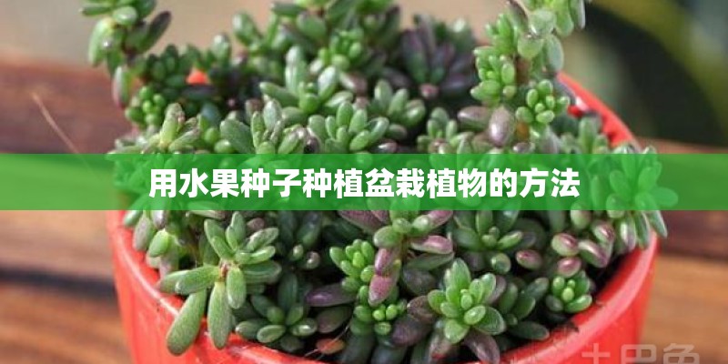 用水果种子种植盆栽植物的方法 用水果种子种植盆栽植物的方法