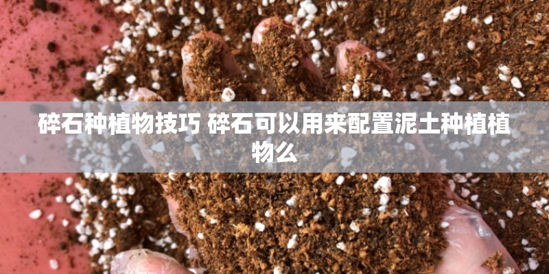 碎石种植物技巧 碎石可以用来配置泥土种植植物么