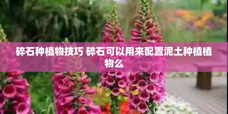 碎石种植物技巧 碎石可以用来配置泥土种植植物么
