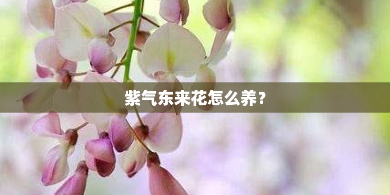 紫气东来花怎么养？