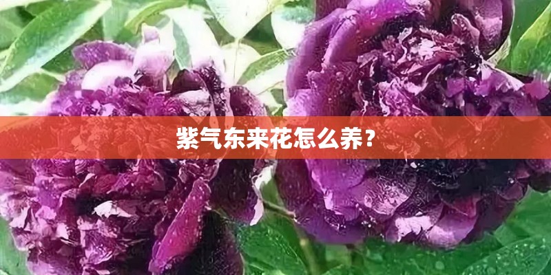 紫气东来花怎么养？