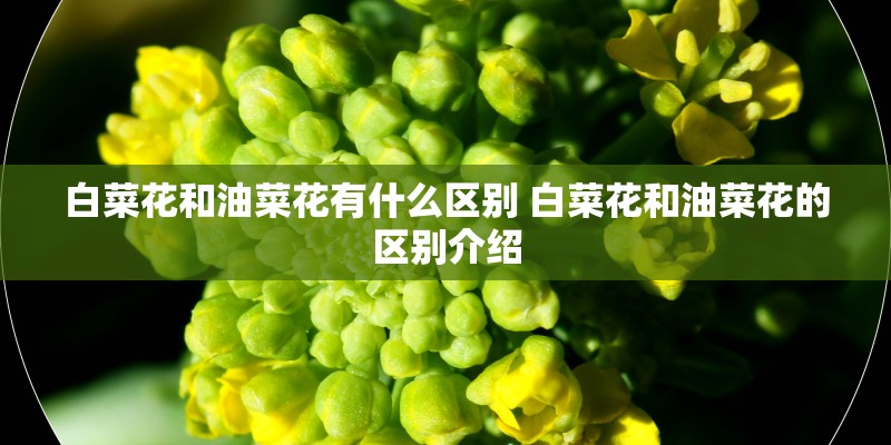 白菜花和油菜花有什么区别 白菜花和油菜花的区别介绍
