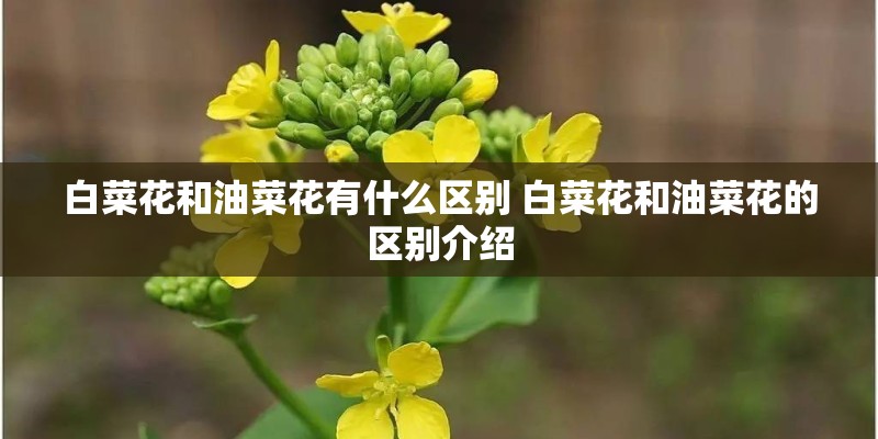 白菜花和油菜花有什么区别 白菜花和油菜花的区别介绍