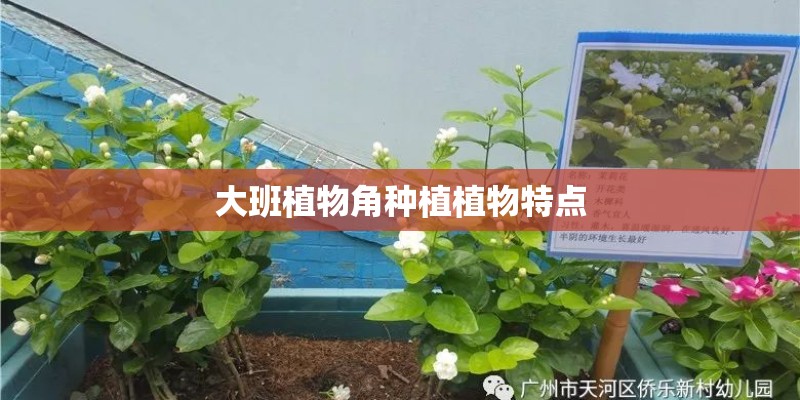 大班植物角种植植物特点