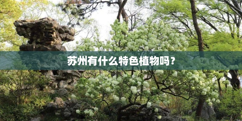 苏州有什么特色植物吗？