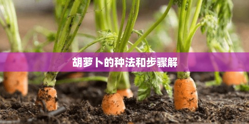 胡萝卜的种法和步骤解