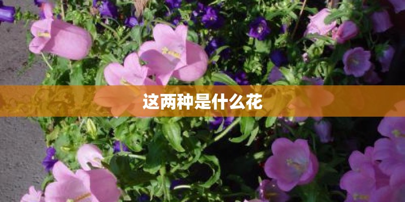 这两种是什么花