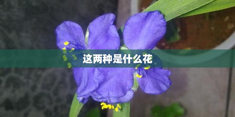 这两种是什么花