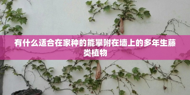 有什么适合在家种的能攀附在墙上的多年生藤类植物