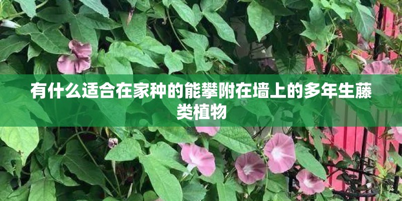 有什么适合在家种的能攀附在墙上的多年生藤类植物