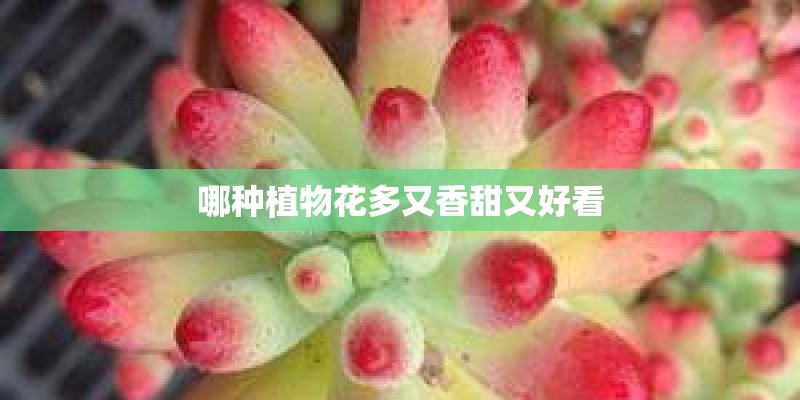 哪种植物花多又香甜又好看