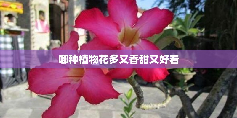 哪种植物花多又香甜又好看