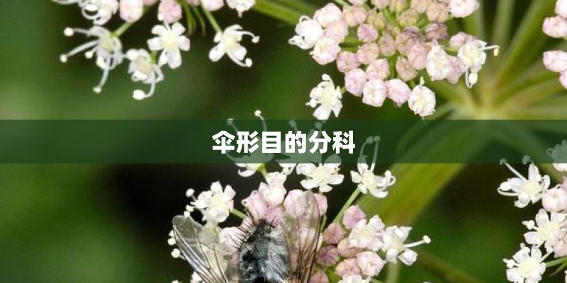 伞形目的分科