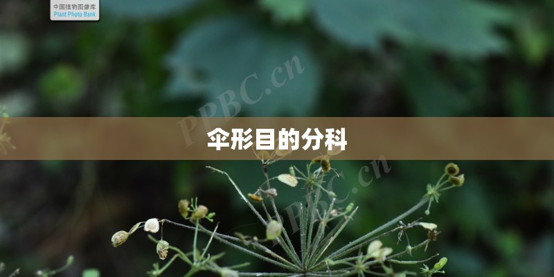伞形目的分科