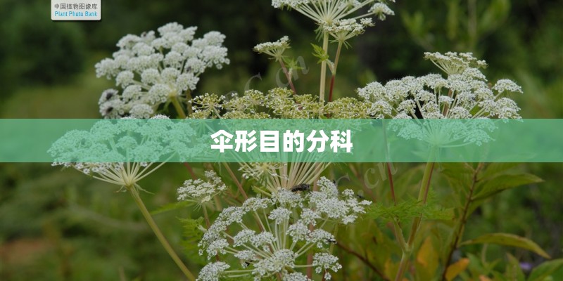 伞形目的分科