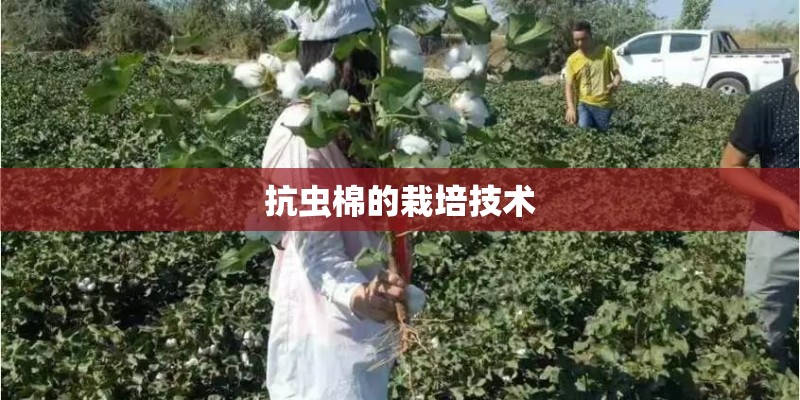 抗虫棉的栽培技术