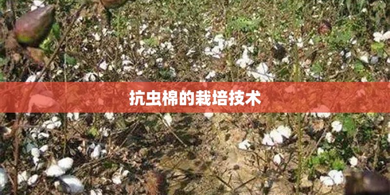 抗虫棉的栽培技术