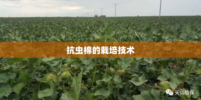 抗虫棉的栽培技术