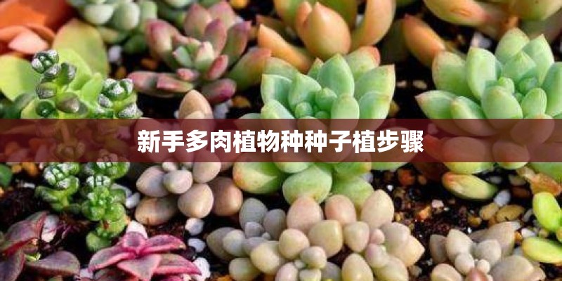 新手多肉植物种种子植步骤