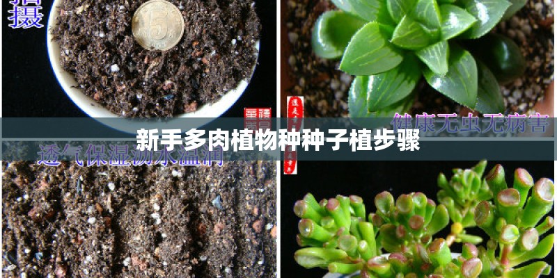 新手多肉植物种种子植步骤