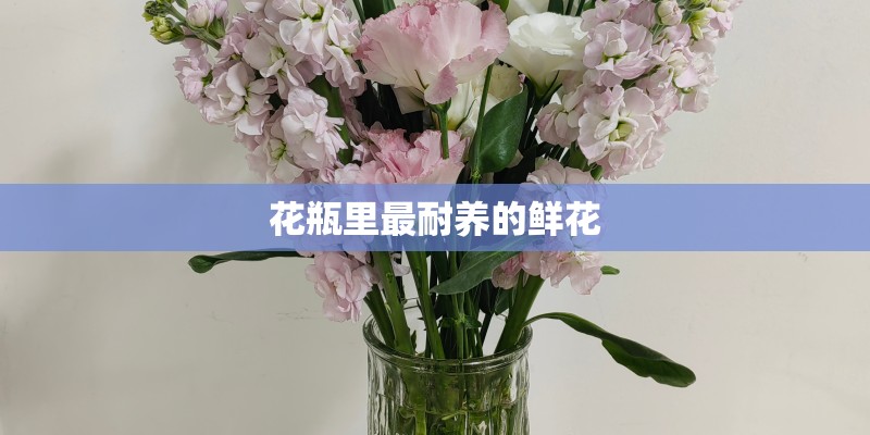 花瓶里最耐养的鲜花
