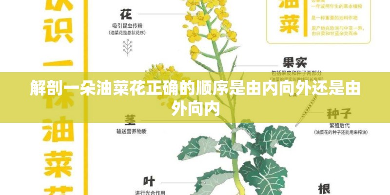 解剖一朵油菜花正确的顺序是由内向外还是由外向内