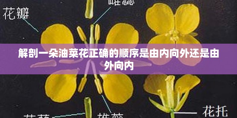 解剖一朵油菜花正确的顺序是由内向外还是由外向内