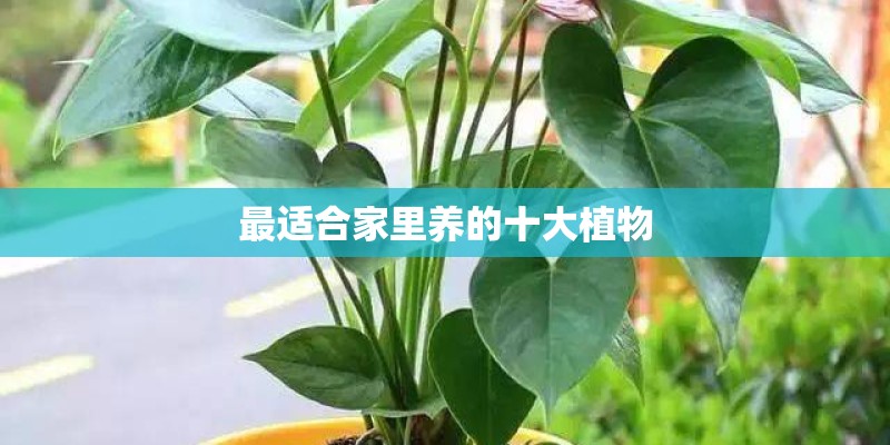 最适合家里养的十大植物