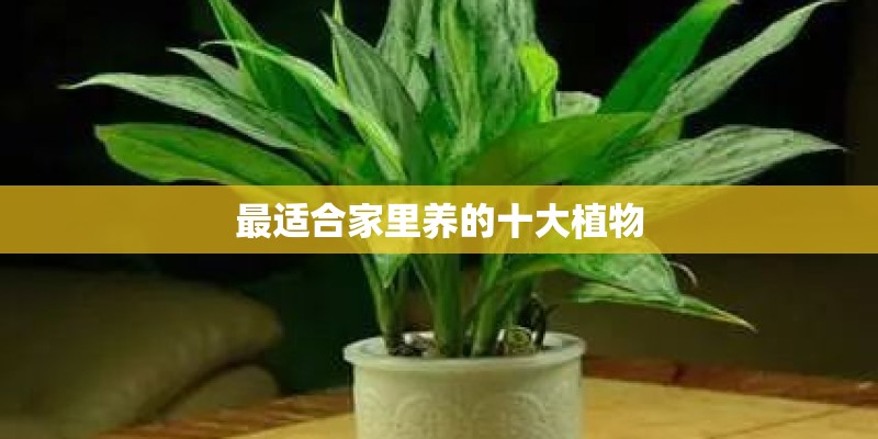最适合家里养的十大植物