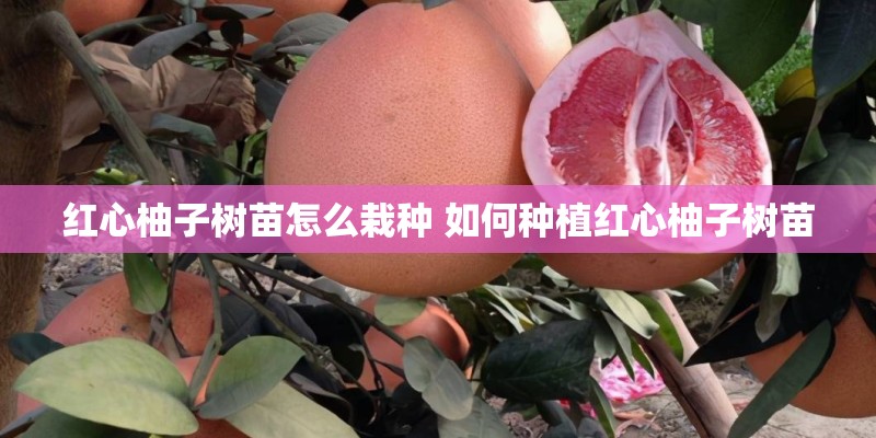 红心柚子树苗怎么栽种 如何种植红心柚子树苗