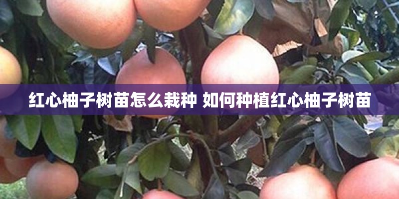 红心柚子树苗怎么栽种 如何种植红心柚子树苗