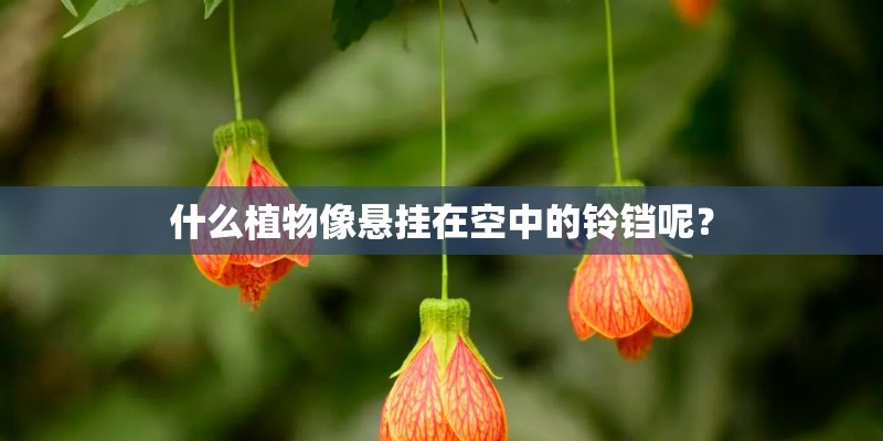 什么植物像悬挂在空中的铃铛呢？