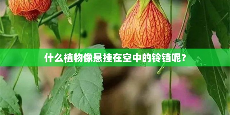 什么植物像悬挂在空中的铃铛呢？