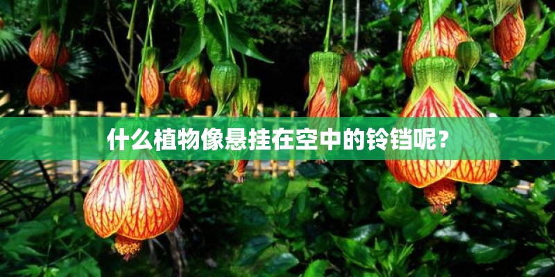 什么植物像悬挂在空中的铃铛呢？