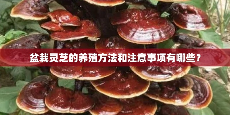 盆栽灵芝的养殖方法和注意事项有哪些？